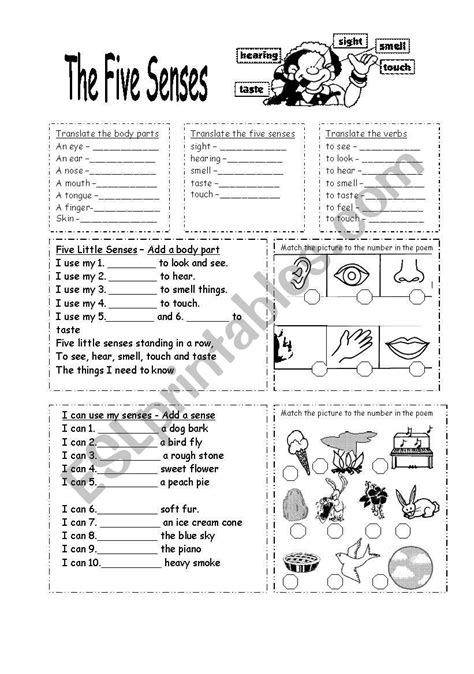 The Five Senses Esl