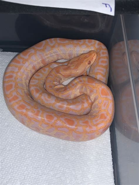 Albino Het Green Het Granite 50 Ph Lab Burmese Python By Barbee Doll