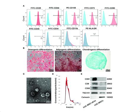 Characterization Of Huc Mscs And Huc Msc Sevs A Flow Cytometry Download Scientific Diagram