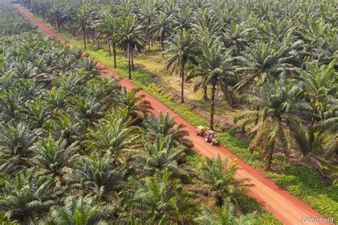 Palm Oil Companies In Malaysia 2023