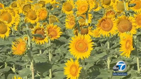 A Kansas Man Planted More Than One Million Sunflowers To Surprise His