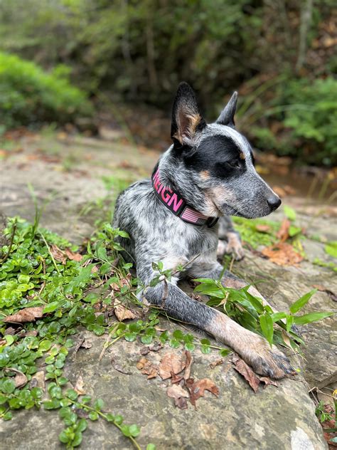 Australian Cattle Dog Beagle Mix Puppies