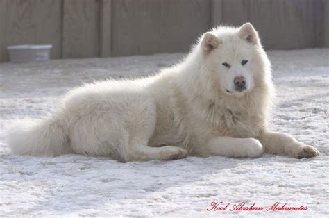 Alaskan Malamute Samoyed Corgi Mix Pets Lovers