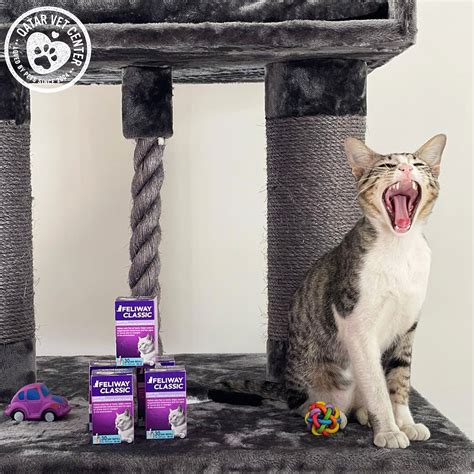 tips for cat stressed cheap