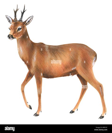 Deer Drawing Hi Res Stock Photography And Images Alamy