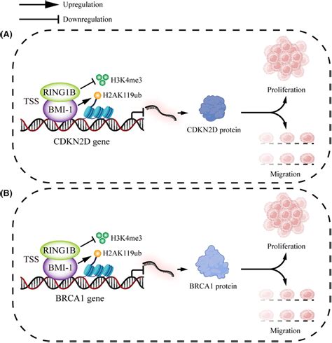 Schematic Illustration Of A Working Model For The Role Of BMI1 In