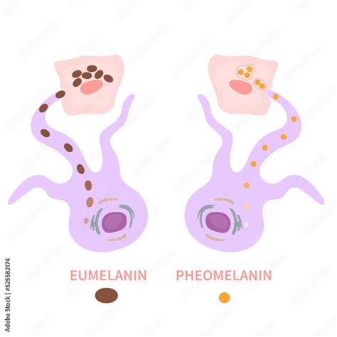 Melanocyte Cell Biology And Skin Tone Pigmentation Diagram Melanin