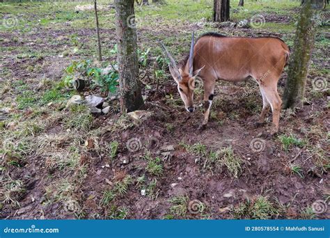 Spiral Horned Antelope Foraging In Zoo Stock Photo Image Of National