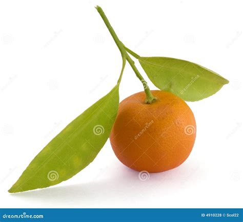 Small Orange Royalty Free Stock Photos - Image: 4910228