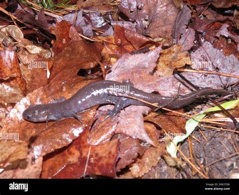 Jefferson Salamander Ambystoma Jeffersonianum Amphibia Stock Photo