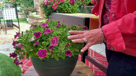 Ultimate Innovations Pc Crazytunia Kermit Rose Live Plants On Qvc