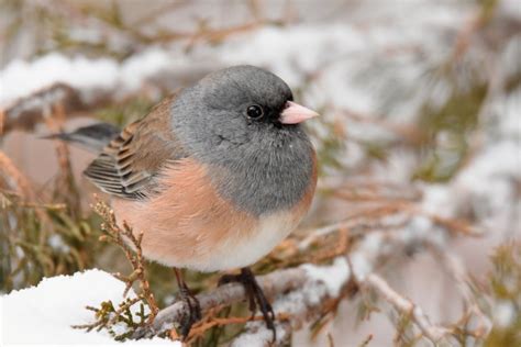 9 Types Of Junco Birds & How To Identify The Dark Eyed Junco