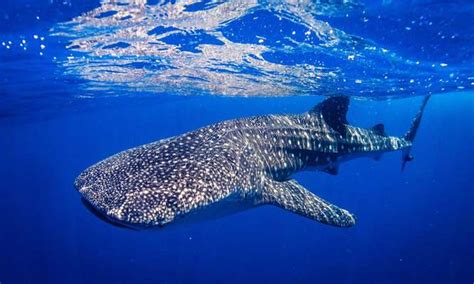 Donsol Sorsogon Whale Shark Interaction Day Tour From Legazpi