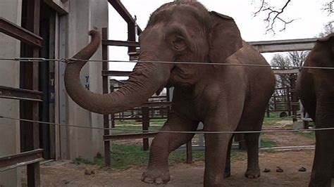 Elephant Kills Keeper At Springfield Missouri Zoo Cnn