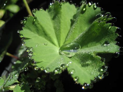 Free Images Tree Drop Dew Leaf Flower Green Produce Natural