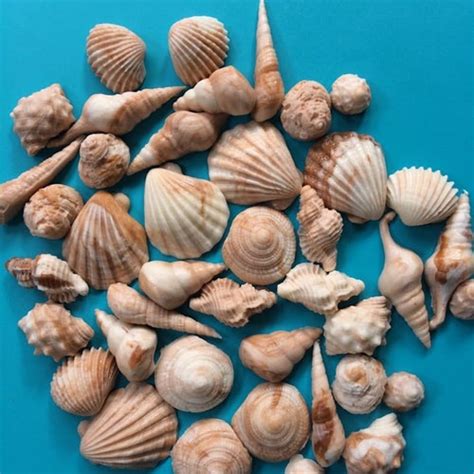 Sea Shell Fondant Topper 50pcs Beach Cake Topper Beach Cupcake Etsy