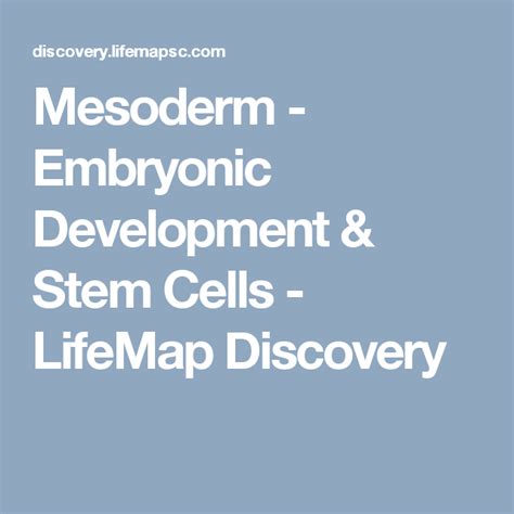 Mesoderm Embryonic Development And Stem Cells Lifemap Discovery Embryonic Development