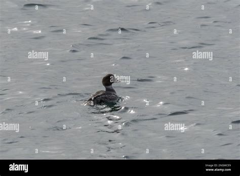 Female Common Goldeneye In The Water Stock Photo Alamy