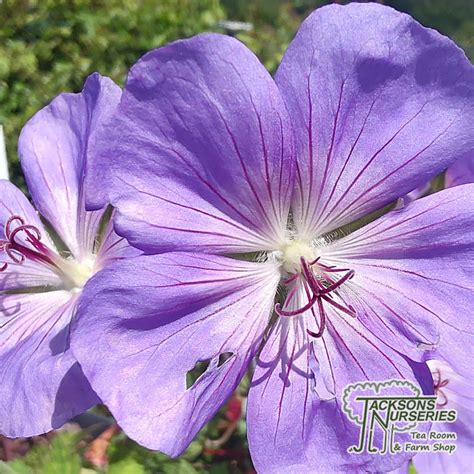 Buy Geranium Rozanne Gerwat In The UK