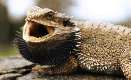 Bearded Dragon Behavior Information - Reptile.Guide