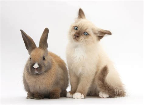 Ragdoll Cross Kitten And Young Rabbit Photograph By Mark Taylor Pixels