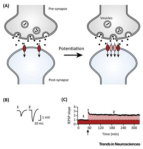 Postsynaptic Neurotransmitter Receptor Reserve Pools For Synaptic