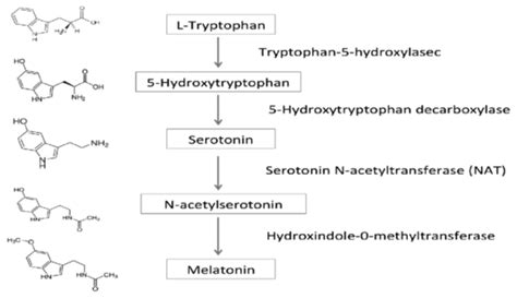 Synthesis And Significance Of Biological Substances Serotonin Melatonin Catecholamines