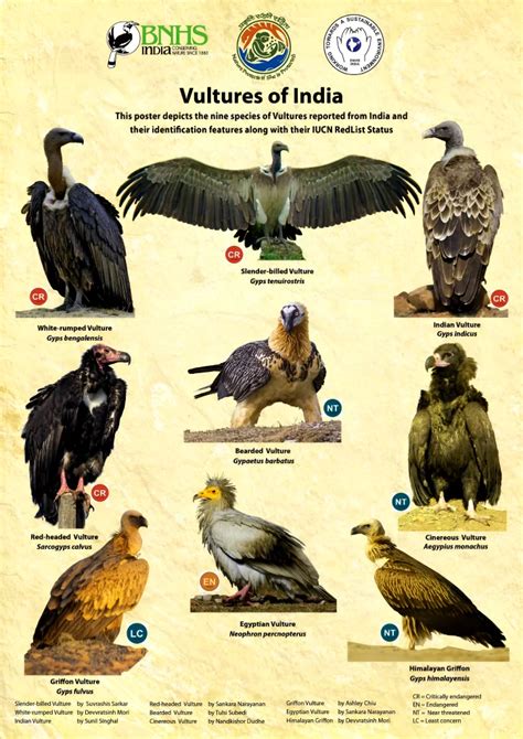 Vulture Restaurant Set Up In Jharkhand To Conserve The Species Pwonlyias