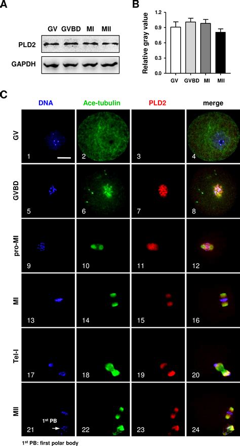 PLD2 regulates microtubule stability and spindle migration in mouse ...