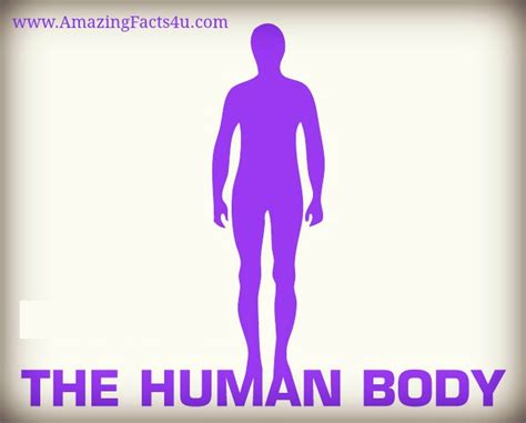 Human Body Amazing Facts - Amazing Facts 4 U