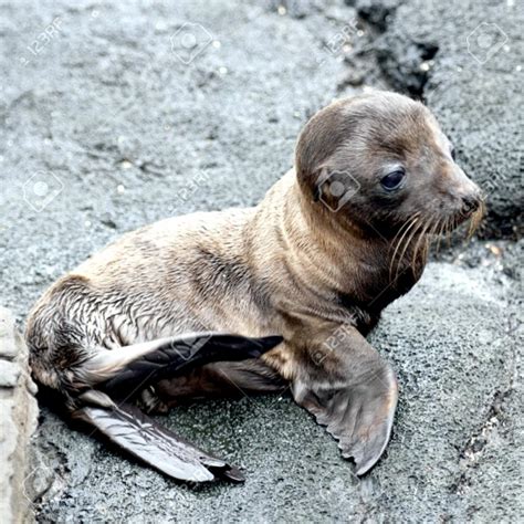 Galápagos Sea Lion – "OCEAN TREASURES" Memorial Library