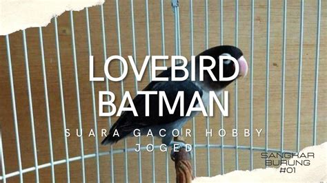 Burung Lovebird Batman Playboy Suka Joged Masteran Gacor Ngekek