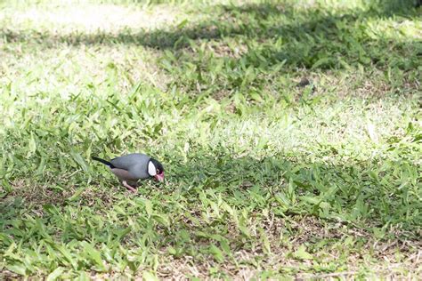 Java Sparrow Aka Java Finch I Read That This Is A Popular Flickr