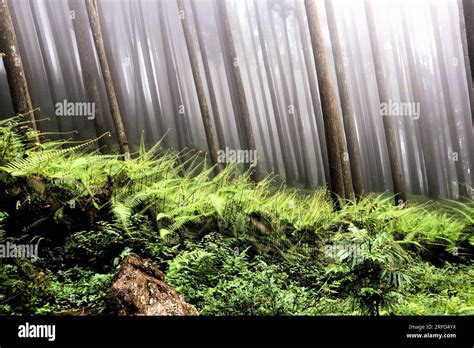 SCARY & FOGGY FOREST Stock Photo - Alamy