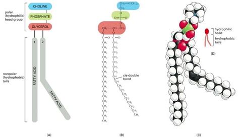 2. Structure of phosphatidylcholine (PC), represented (A)... | Download ... 