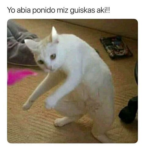 Los Memes De Gatos Más Populares Del 2019 ¿cuál Es Tu Favorito