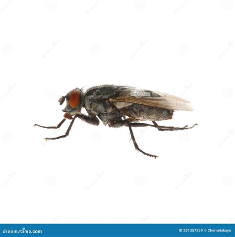 One Common Black Fly On White Background Stock Image Image Of Life