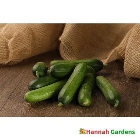 100 Seeds Muncher Burpless Cucumber Seeds Hannah Gardens