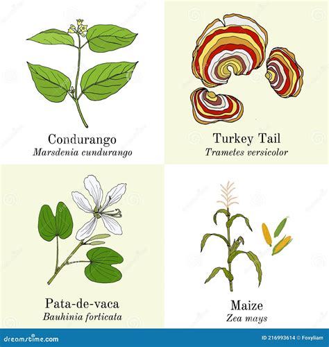 Set Of Edible And Medicinal Plants Cartoon Vector CartoonDealer