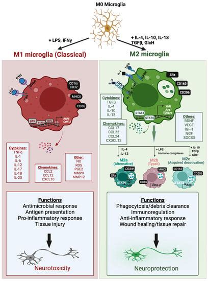 Cells Free Full Text Microglia Phenotypes In Aging And