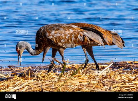 Sandhill Cranes forage for food in the shallows of the Merced National ...