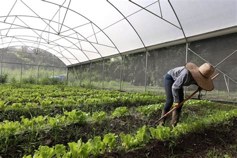 Opinión Es Tiempo Para La Agricultura En Puerto Rico El Nuevo Día