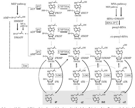 Figure 1 from Molecular basis for cytokinin biosynthesis. | Semantic ...