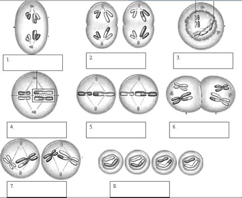 Chapter Stages Of Meiosis Diagram Quizlet