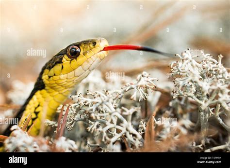 Snake Tongue Close Stock Photos & Snake Tongue Close Stock Images - Alamy