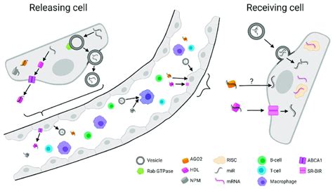 Exemplary Transmission Of Mirna From Donor To Acceptor Cell Secretion