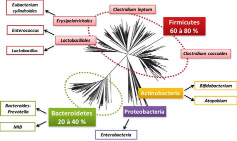 Les Microbiotes Humains Des Alliés Pour Notre Santé Encyclopédie De