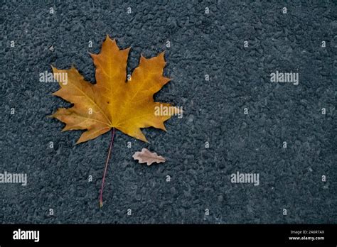 A Small Autumn Fallen Oak Leaf And A Large Yellow Maple Leaf On Gray