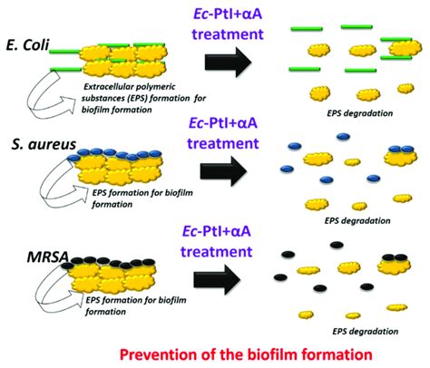 Schematic Presentation Of The Prevention Of The Biofilm Formation