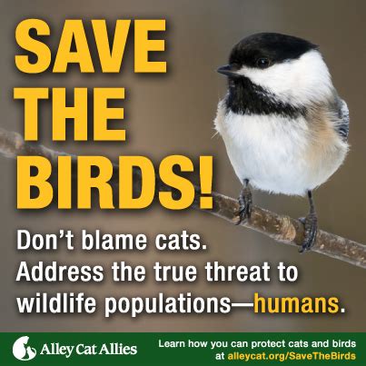 Alley Cat Allies Launches Save the Birds Campaign to Focus on the Real ...